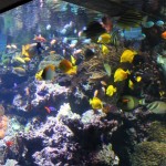 Panoramabecken im Aquarium