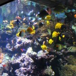Panoramabecken im Aquarium