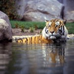 Tiger im Zoo Leipzig